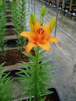 [1611 Hetaklion No02.JPG]